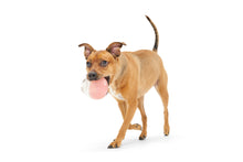 Load image into Gallery viewer, Valentine's Rosé Rubber Wine Dog Toy