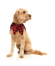 Load image into Gallery viewer, Fuzzyard Jester Pet Collar- S/M
