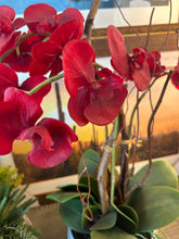 Load image into Gallery viewer, Custom Red Orchid in Blue Ribbed Bowl
