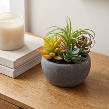 Load image into Gallery viewer, Mixed Succulent In Gray Pot

