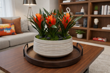 Load image into Gallery viewer, Bromeliad in Large Tan Bowl
