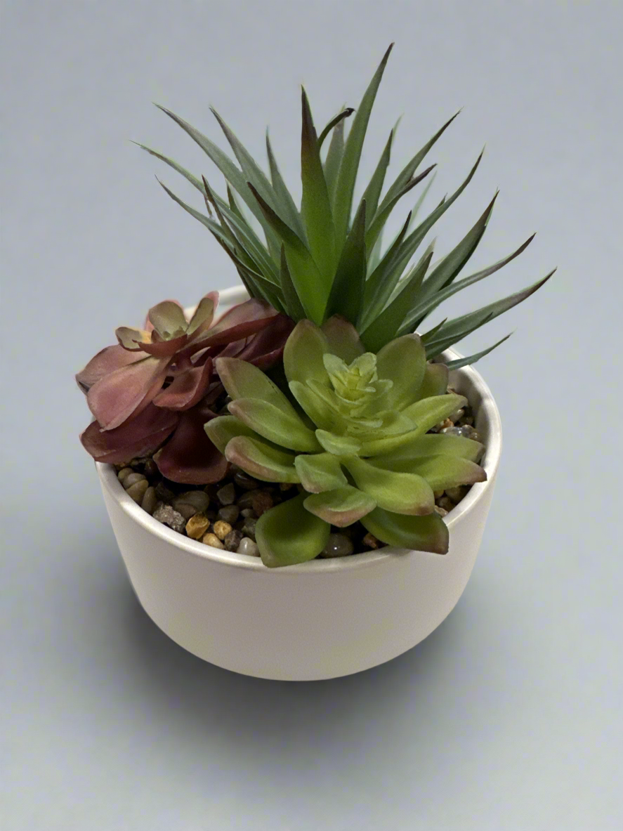 Succulents in White Round Vase