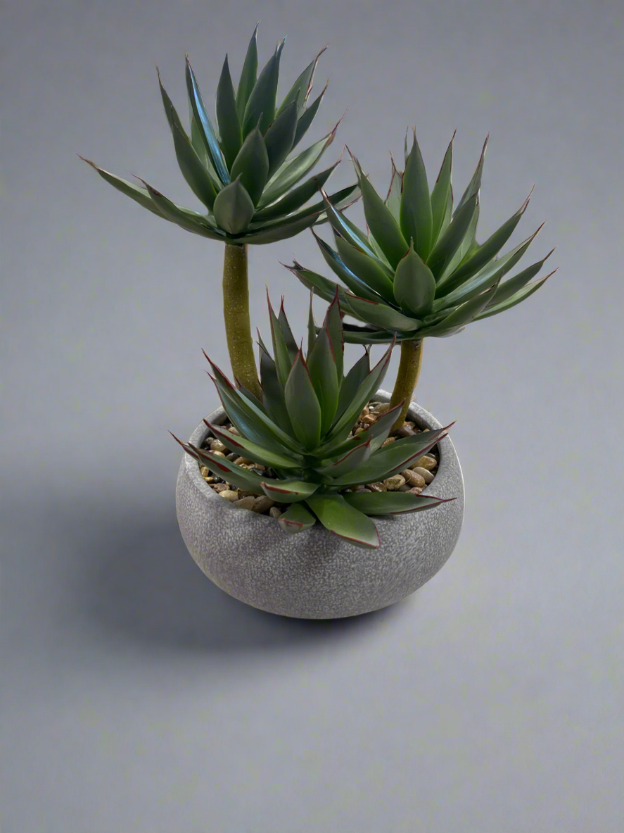 Succulent is Cement Round Vase