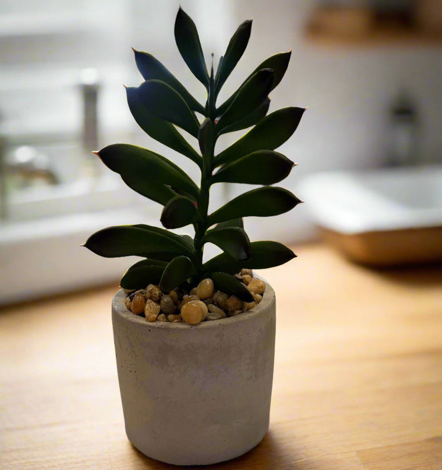 Succulent in Grey Vase