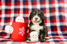 Load image into Gallery viewer, Hot Cocoa Pet Toy
