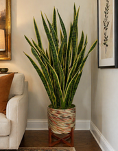 Load image into Gallery viewer, Faux Snake Plant in Painted Glass Planter
