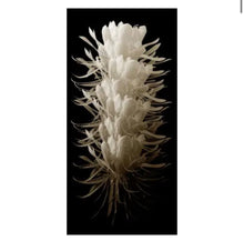 Load image into Gallery viewer, Cereus Acrylic Artwork Collection
