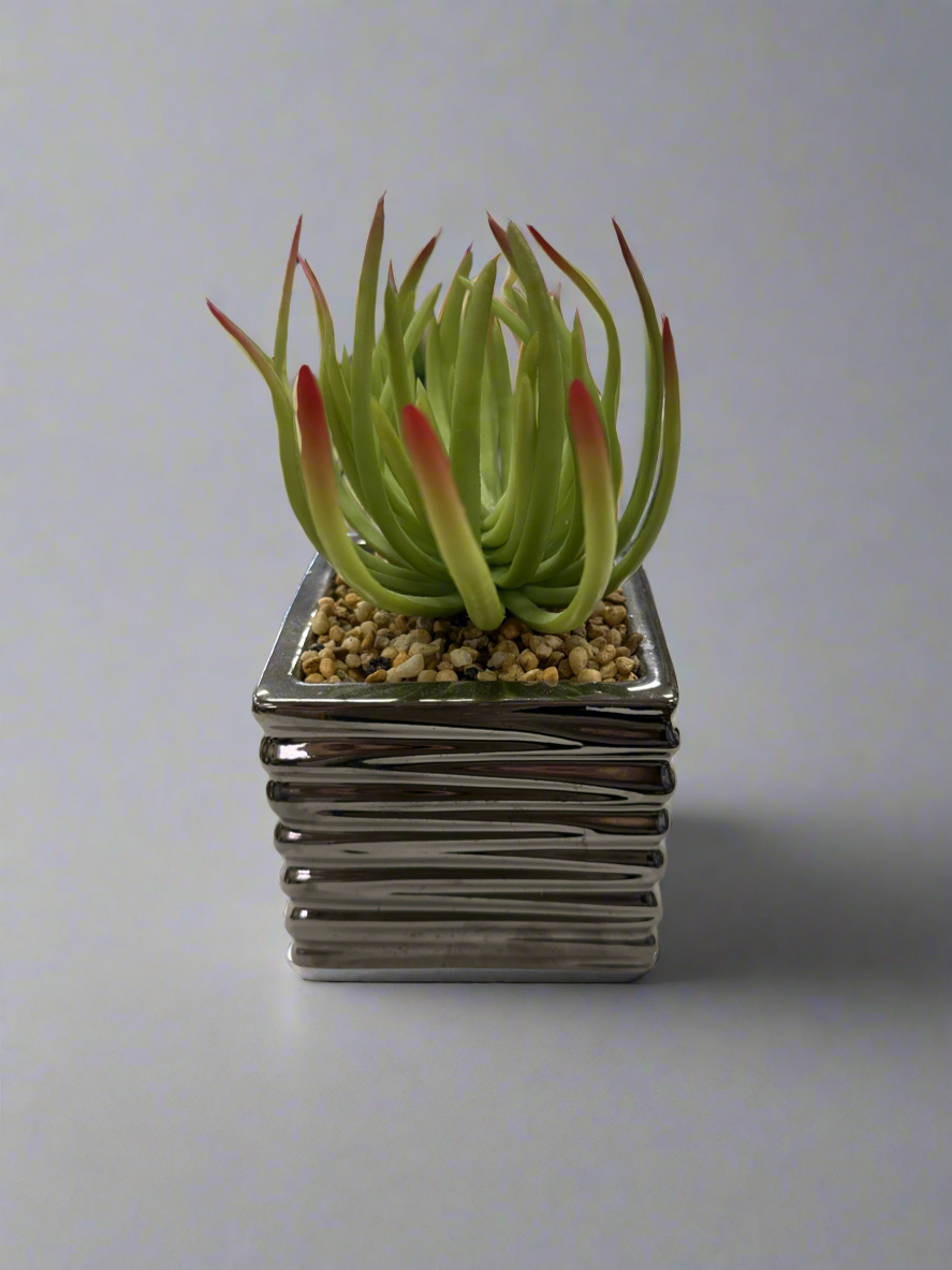 Succulent in Silver Square Vase