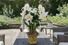 Load image into Gallery viewer, White Cattleya Orchids in Floral Pot
