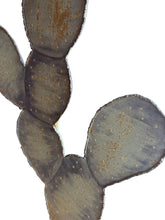 Load image into Gallery viewer, Rustic Iron Cactus Lamp w/ Copper Shade
