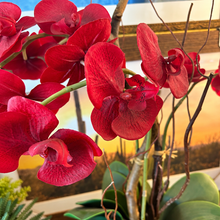 Load image into Gallery viewer, Custom Red Orchid in Blue Ribbed Bowl
