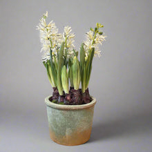 Load image into Gallery viewer, Weathered Terracotta Garden Pot 7&quot;
