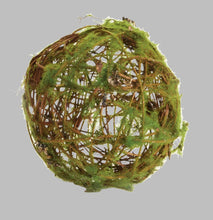 Load image into Gallery viewer, Moss Wrapped Orb Collection
