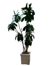 Load image into Gallery viewer, 16’ Potted Tree
