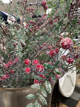 Load image into Gallery viewer, Boxwood Berry Spray
