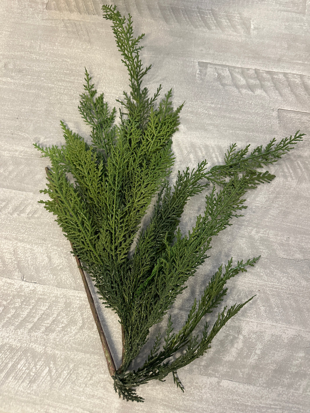 Cedar Spray Branch