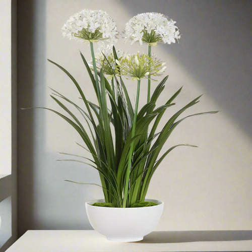 White Purity Agapanthus