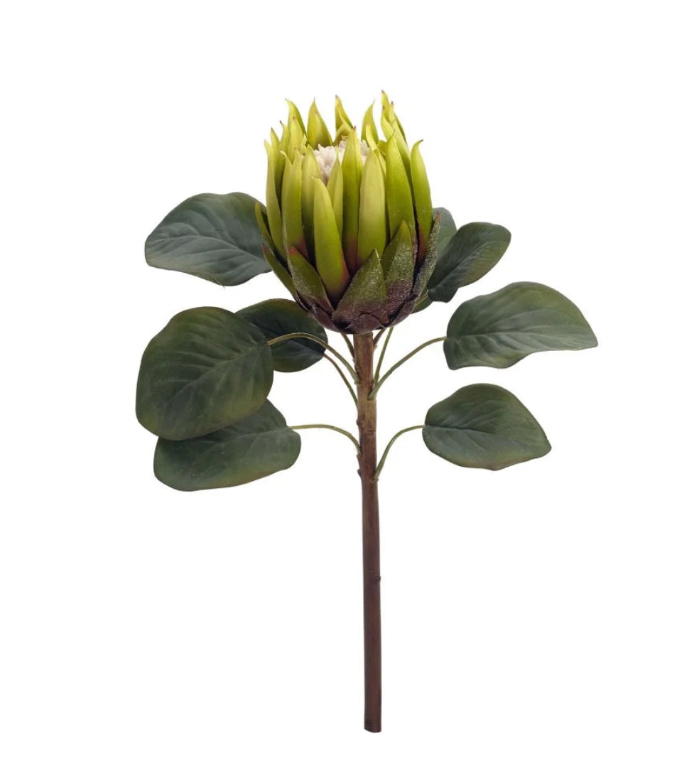 Stem Protea Green Floral