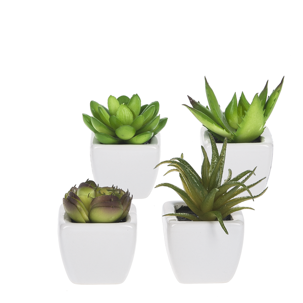 Succulent in pot