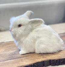 Load image into Gallery viewer, Perfect Bunny 10&quot; White
