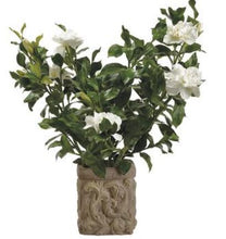 Load image into Gallery viewer, Cream Gardenia in Stone Planter

