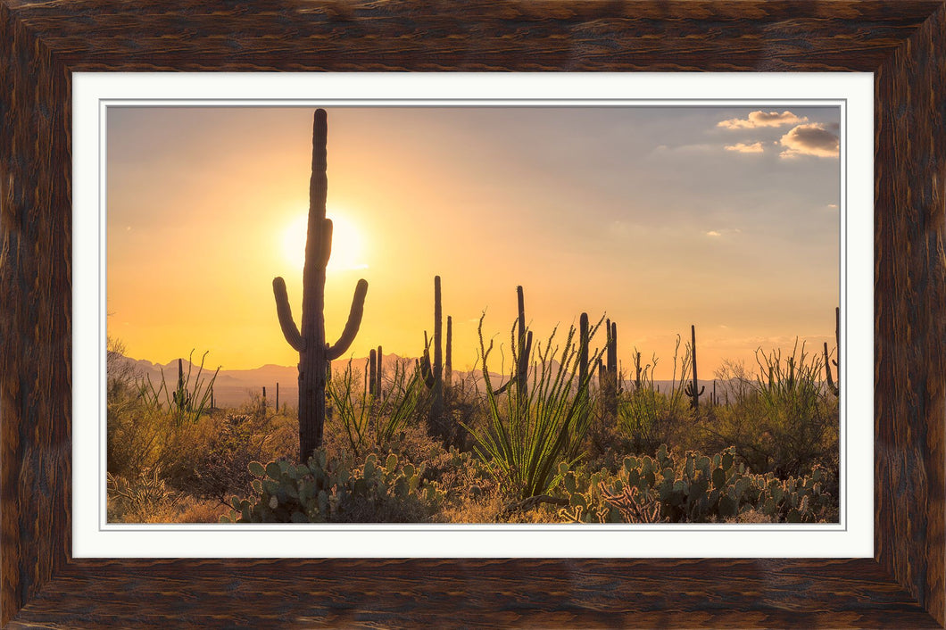 Sunset View of Arizona Art with Saguaro Cacti