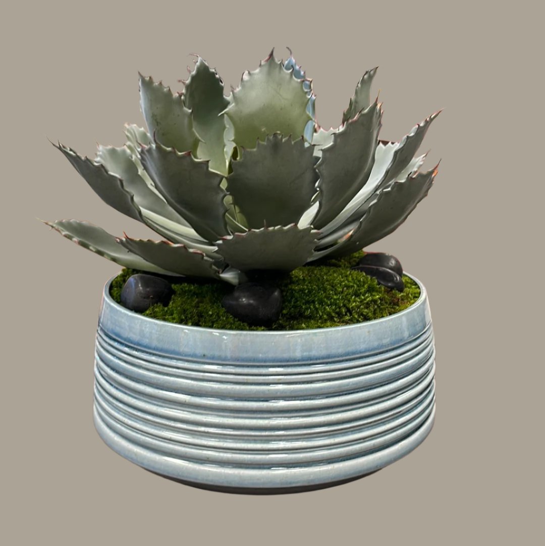custom succulent pot Custom Succulent in Blue Stacked Ring Bowl – Distinctive Interiors and  Design