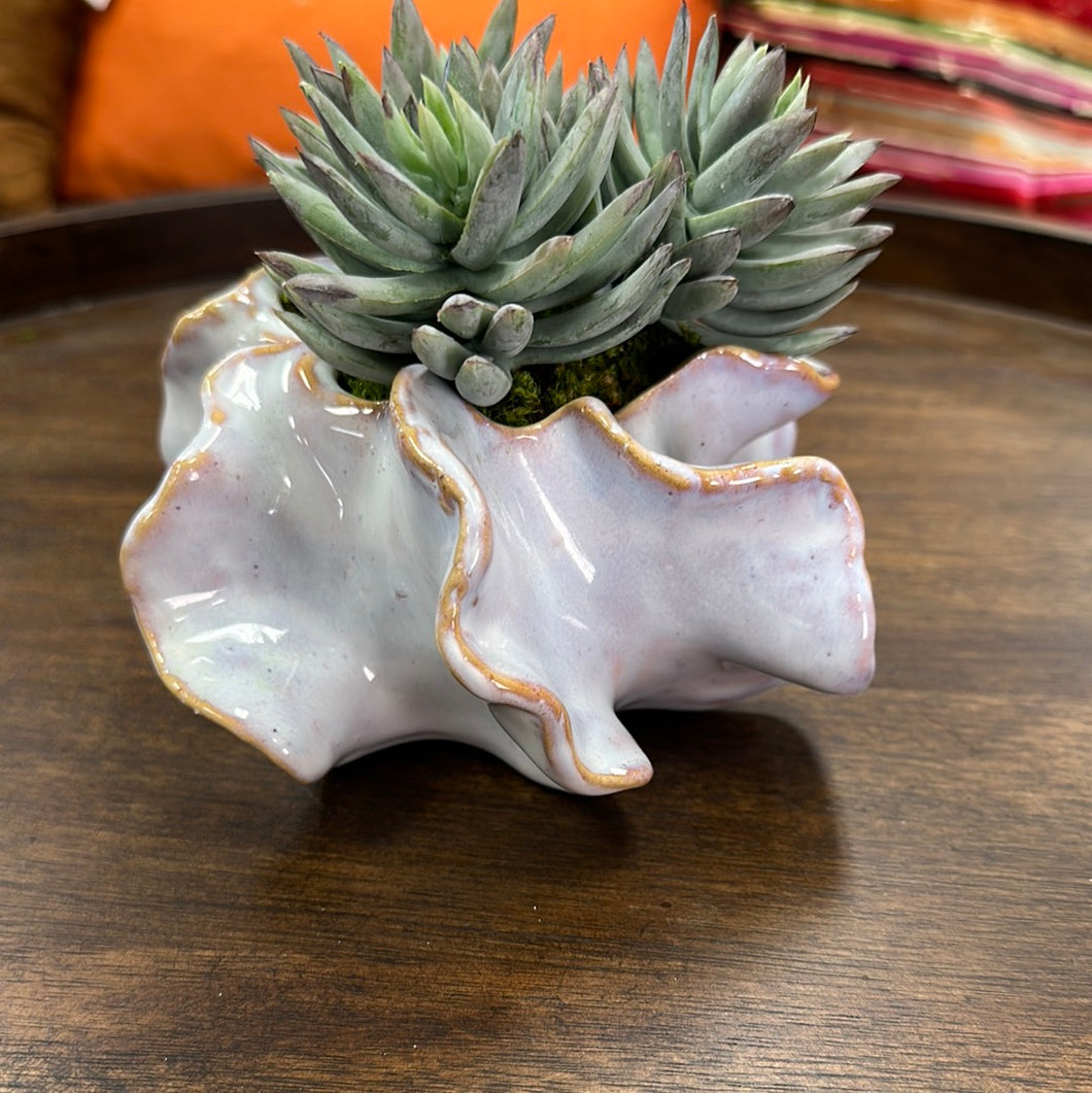 Succulent in Small Ruffled Planter