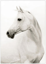 Load image into Gallery viewer, Portrait Of a Stallion Artwork

