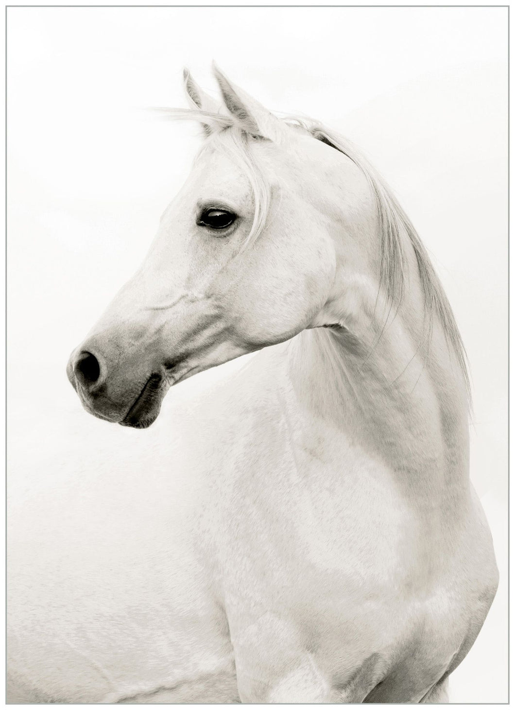 Portrait of a stallion