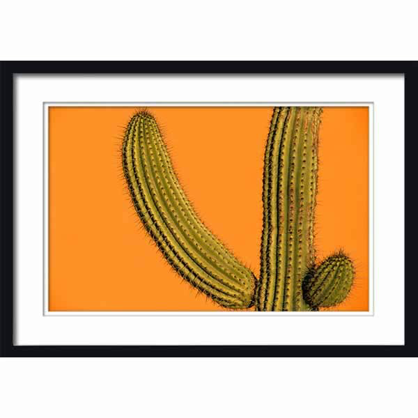 Modern Cactus on Orange Background with Black Frame 47
