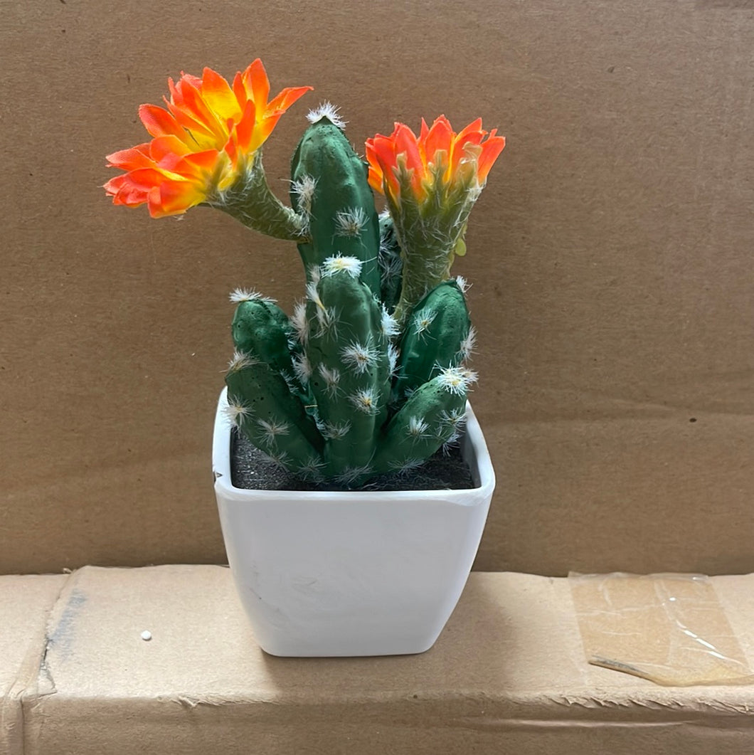Potted cactus flowers