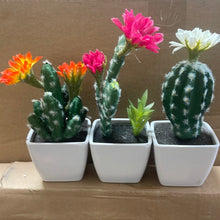 Load image into Gallery viewer, Potted cactus flowers
